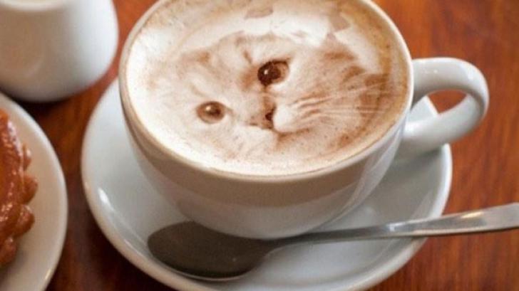 แมวบนฟองนม Cat Latte Art สุดสวยที่น่ารักจนเสียดายที่จะดื่ม