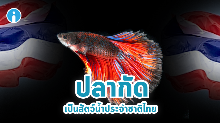 รู้หรือยัง? ปลากัด ถูกยกให้เป็นสัตว์น้ำประจำชาติไทยแล้ว