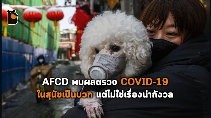 AFCD พบผลตรวจ COVID-19 ในสุนัขเป็นบวก แต่ไม่ใช่เรื่องน่ากังวล