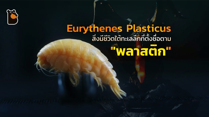 Eurythenes Plasticus สิ่งมีชีวิตใต้ทะเลลึกที่ตั้งชื่อตาม \