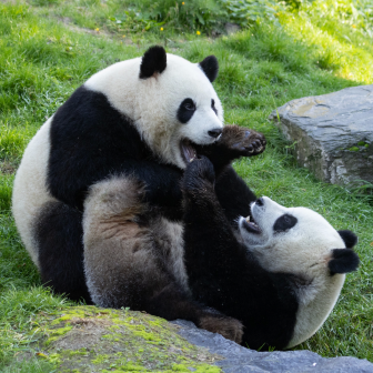 พบแฮกเกอร์กลุ่ม Lotus Panda ยิงมัลแวร์ขโมยข้อมูลหน่วยงานรัฐ ทั่วเขตเอเชียตะวันออกเฉียงใต้