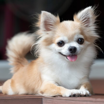 มัลแวร์ Chihuahua Stealer ตัวใหม่มาแล้ว มุ่งเน้นขโมยข้อมูลจากเว็บเบราว์เซอร์ และกระเป๋าเงินคริปโต