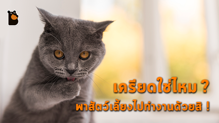 เครียดกับงานใช่ไหม? สัตว์เลี้ยงช่วยคุณได้ เพียงแค่คุณพาพวกมันมาทำงานด้วยเท่านั้น!