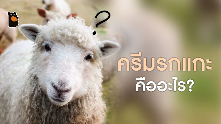 ครีมรกแกะ คืออะไร?